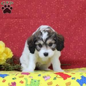 Peacock, Cavachon Puppy